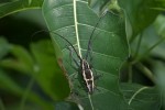 Cerambycidae - Epepeotes ambigenus - May It - 5.10.14