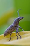 Cerambycidae - Callimoptetus longicollis - 19 mm - Palaisdan -