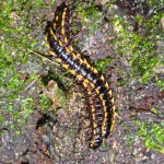 Paradoxosomatidae - 50 et 60 mm - Quezon National Park - Luzon - 12.10.14