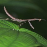 Mantidae - 80 mm - Quezon National Park - 31.11.14