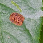Chrysomelidae -Cassidinae - 9 mm - Dancalan-Bulusan - 24.2.15