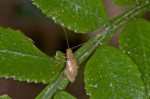 Chrysomelidae - 7 mm - Bulusan lake - 10.11.15