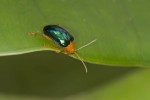 Chrysomelidae - 17 mm - Bulusan lake - 1.3.15