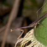 Mantidae - 70 mm - Quezon National Park - 27.8.14