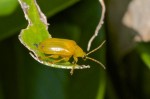 Chrysomelidae - 10 mm - Banaue - 18.9.14
