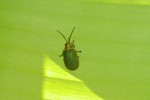 Chrysomelidae - 13 mm - May It - 6.3.15