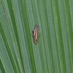 Aphrorophoridae - 9 mm - Quezon - 8.3.15