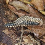 Platyrhacidae - 65 mm - Quezon National Park - Luzon - 8.3.15