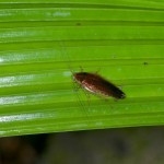 Blattellidae - 20 mm - Quezon National Park - 21.3.15