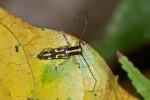 Cerambycidae - 18 mm - Quezon National Park - 30.1.15