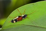 Cerambycidae - Glanea caraga subvitattatis - 17 mm - Sibuyan - 10.4.15