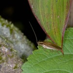 Blattellidae - 16 mm - May It - 17.4.15