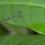 Mantidae - 25 à 27 mm - Quezon National Park - 19.4.15