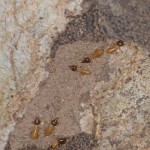 Termitidae - Nasutitermitidae sp - 4 mm - San Pedro - Ile de Romblon - 23.4.15