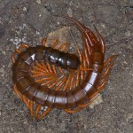 Scolopendridae - Scolopendra subspinipes - 100 mm environ - Quezon National Park - 8.5.15