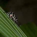 Curculionidae - 15 mm - Quezon - 15.5.15