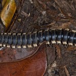 Platyrhacidae- 65 mm - Quezon National Park - 15.5.15