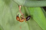 Camponotus maculatus - 10 mm - Quezon National Park - 18.5.15