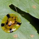 Chrysomelidae - Cassidinae - Aspidimorpha sp ? - 9 mm - Quezon National Park - 18.5.15