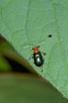Coleoptera - 7 mm - May It - 20-5-15