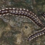 Paradoxosomatidae - 40 à 50 mm - Talipanan - Ile de Mindoro - 21.10.15