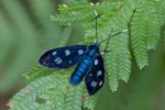Erebidae - Arctiinae -Syntomini - Amata sp - 17 mm long - Bulusan lake - 29.9.14