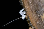 Lophopidae - Larve - 6 mm - Quezon - 31.10.14