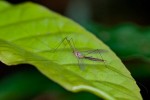Diptera - 20 mm - Bulusan lake - 6.11.14