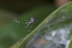 Culicidae - Aedes sp - 7 mm - Bulusan - 23.2.15