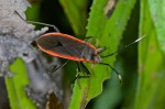 Pyrrhocoridae - 15 mm - Bulusan lake- 26.2.15