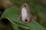 Nymphalidae - Acrophtalmia - Acrophtalmia artemis - 30 mm envergure - Bulusan lake - 26.2.15