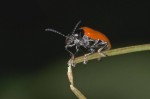 Chrysomelidae - 12 mm - Bulusan lake - 1.3.15