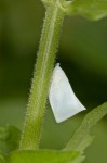 Flatidae - Flatopsis sp - 8 mm - Lucena - 31.8.14