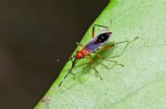 Miridae - Helopeltis sp - 9 mm - Quezon National Park - 1.9.14