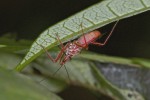 Reduviidae - 16 mm - Quezon National Park - 7.9.14