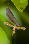 Pterophoridae - 23 mm env - Sagada - 11.9.14