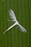 Pterophoridae - Pterophorus niveus - 20 mm env - Sagada - 12.9.14