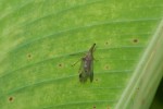 Dictyopharidae - 12 mm - Banaue - 14.9.14