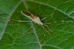 Alydidae - Leptocorisinae - 19 mm - Banaue - 15.9.14