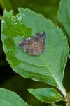 Ricaniidae - Ricania sp - 12 mm - May It - 31.8.14