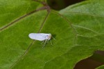 Cicadellidae - Alebra sp ? - 7 mm - May It - 21.8.14