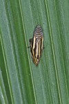 Aphrophoridae - 9 mm - Quezon National Park - 8.3.15