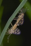 Erebidae - Arctiinae - Syntomini - 12 mm long - Lucena - 18.3.15