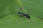 Carabidae - Tricondyla conicicollis - 23 mm - Quezon National Park - 19.3.15