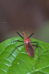 Reduviidae - Harpactorinae - Cydnocoris indéterminé - 15 mm - Quezon National Park - 19.3.15