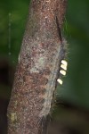 Erebidae - 45 mm - Quezon National Park - 19.3.15