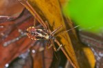 Reduviidae - Harpactorinae sp - 13 mm - Quezon National Park - 21.3.15