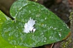 Ricaniidae - 8 mm - Quezon - 21.3.15