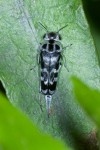 Mordellidae - Glipa ishigakiana - 11 mm - Mindoro - 25.3.15