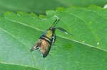 Choreutidae - Saphta sp - 9 mm long - Ile de Mindoro - 25.3.15